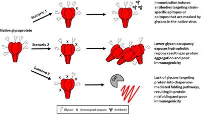 A Roadmap for the Molecular Farming of Viral Glycoprotein Vaccines: Engineering Glycosylation and Glycosylation-Directed Folding